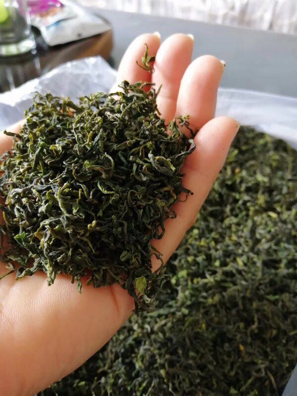 自家種植的日照綠茶