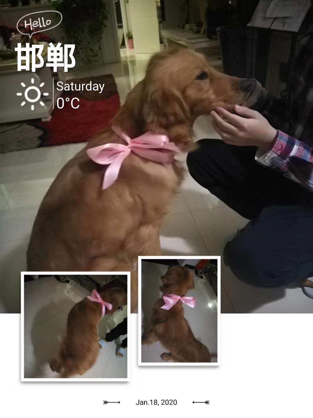 出售愛犬